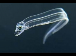 Leptocephalus (Transparent eel ) || transparent eel in water