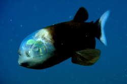 Macropinna, a Deep-Sea Fish With a Transparent Head
