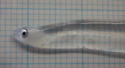 Leptocephalus, The Transparent Eel Larva