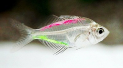 A Transparent Fish - Painted Glass Tetra