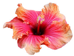 transparent flowers | Transparent flowers, Flowers ...