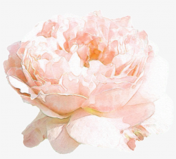 Hand Drawn Beautiful Flowers Png Transparent - Flower ...