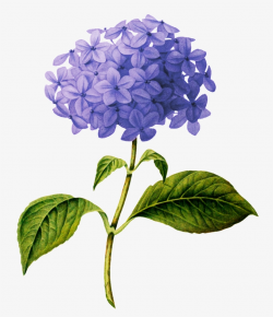 Beautiful Purple Flower Transparent - Hydrangea Botanical ...