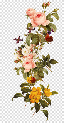 Pink and yellow petaled flowers, Flower, Beautiful flowers ...