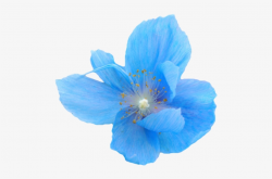 Flower Png Tumblr Flowers - Blue Flower Transparent ...