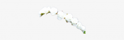 Flower Png Tumblr White Flower Crown Png Crown - White ...