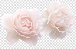 White Rose Flower Crown Transparent Clipart Garden, HD Png ...