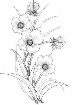Pin by Noah Chicoine on Art | Flower line drawings, Flower ...