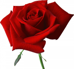 Download ROSE Free PNG transparent image and clipart