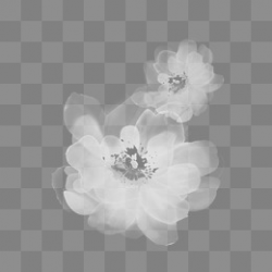 White Flowers Transparent & Free White Flowers Transparent ...