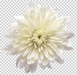 Flower White Balloon, White Chrysanthemum Flower Transparent ...