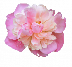 transparent-flowers: “Dewy Pink Peony. (x). ” in 2019 ...