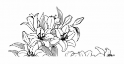 Free Flower Drawing Transparent Background, Download Free ...