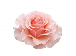 transparent-flowers: Pink Tea Rose in 2019 | Transparent ...