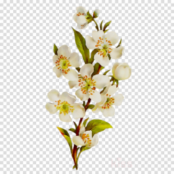 White Lily Flower clipart - Flower, White, Plant ...