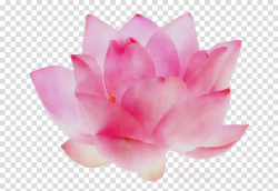 Pink Flower Cartoon clipart - Pink, Flower, Plant ...