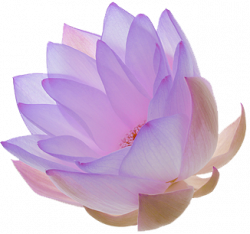 Transparent-Flowers — Transparent Lotus. (x).