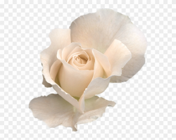 White Rose Png, White Roses, Transparent Flowers, Clipart ...