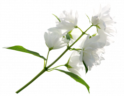 White Flower PNG Clipart Image | Gallery Yopriceville ...