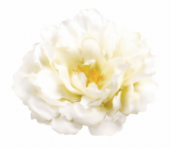 Free White Flowers Transparent Background, Download Free ...