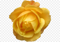Flowers Clipart Background clipart - Rose, Flower, Yellow ...