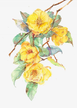 Yellow Flowers, Yellow, Flowers, Green Leaves PNG ...