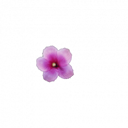 Flower GIFs - Get the best GIF on GIPHY