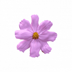 Flower GIFs - Get the best GIF on GIPHY