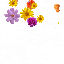 Flowers GIFs - Get the best GIF on GIPHY