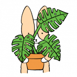 Plant GIFs - Get the best GIF on GIPHY