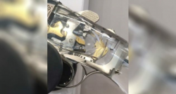 Have You Ever Seen a Shotgun with a Transparent Stock?