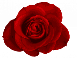 Red Rose PNG Image Transparent | OnlyGFX.com