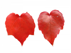 Search Results of PNG,PSD and/or JPEG images | Snipstock