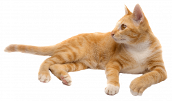 Cats png free images, download