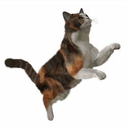 Cats png free images, download