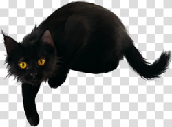 Cat PNG clipart images free download | PNGGuru