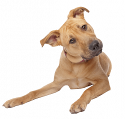 dog image no background - Google Search