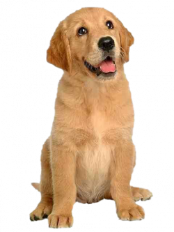 Dog PNG Images Transparent Free Download | PNGMart.com