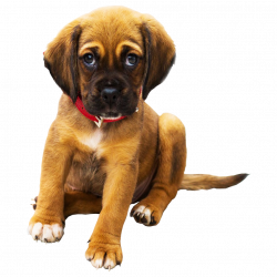 Sad Puppy PNG Background Pet Dog Image ~ Free Png Images