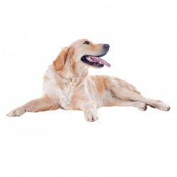 Golden Retriever Dog No Background PNG Animal Image ~ Free ...