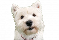 Dog PNG Images Transparent Free Download | PNGMart.com