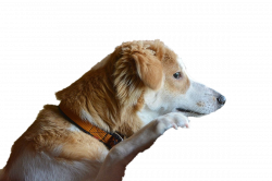 Dog PNG Images Transparent Free Download | PNGMart.com