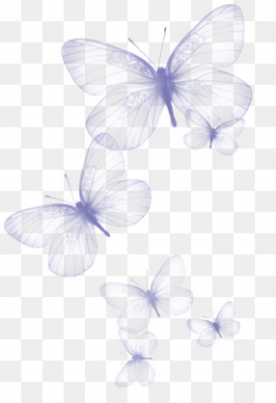 Butterfly PNG - Pink Butterfly, Butterfly Vector, Purple ...