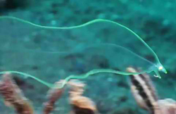 The Transparent Eel Larva or Leptocephalus larva - Save Our ...