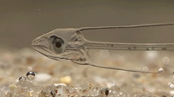Zero State Reflex — Leptocephalus, the transparent larva of ...