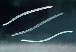 East Asia\'s baby eel catch plunges to record low