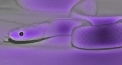 Transparent or Colorless Snake in Dream Meaning, Symbolism ...