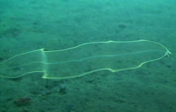 The transparent fishes – Machprinciple.com