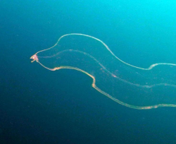 Leptocephalus - Alchetron, The Free Social Encyclopedia