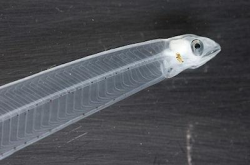Transparent Eel Larva - Paperblog